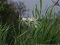 Guy Fanguy - Artist - Photographer - Guy Fanguy - Louisiana - Flowers on the Bayou (6).jpg Size: 78008 - 7